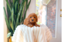 Cute Cavapoo Baby