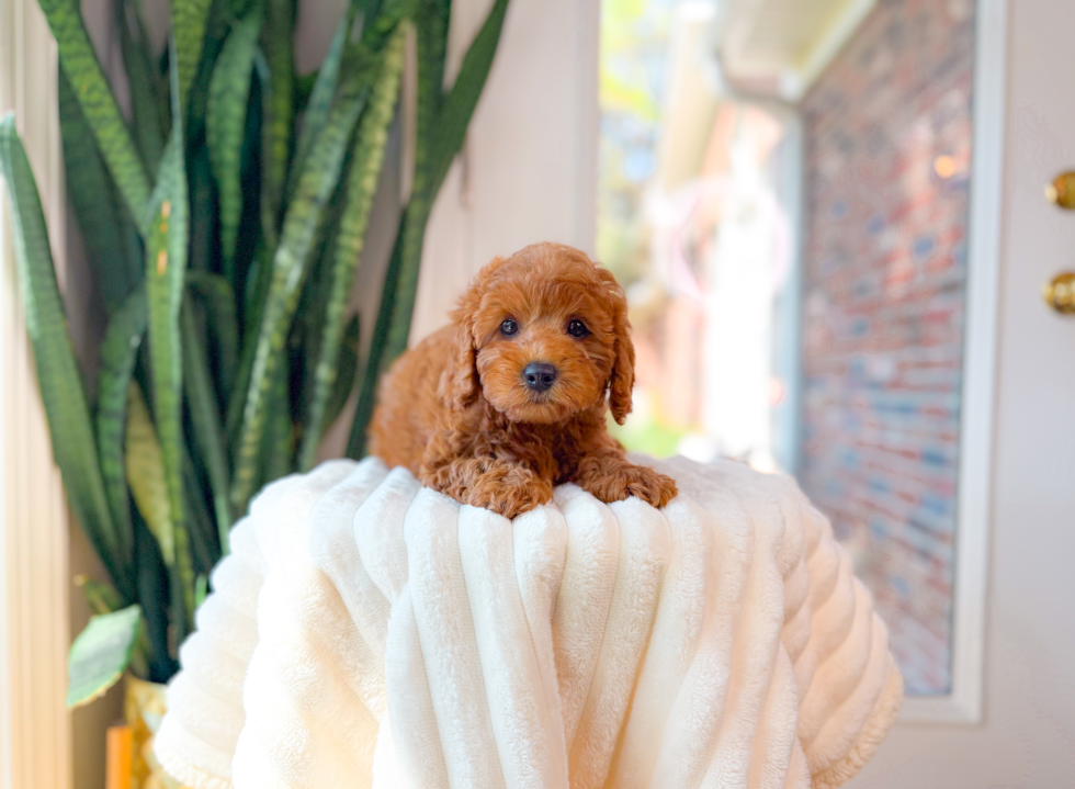 Cute Cavapoo Baby