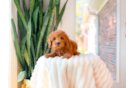 Cavapoo Puppy for Adoption