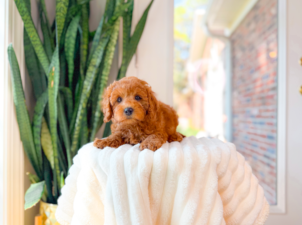 Cavapoo Puppy for Adoption