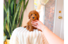 Cavapoo Pup Being Cute