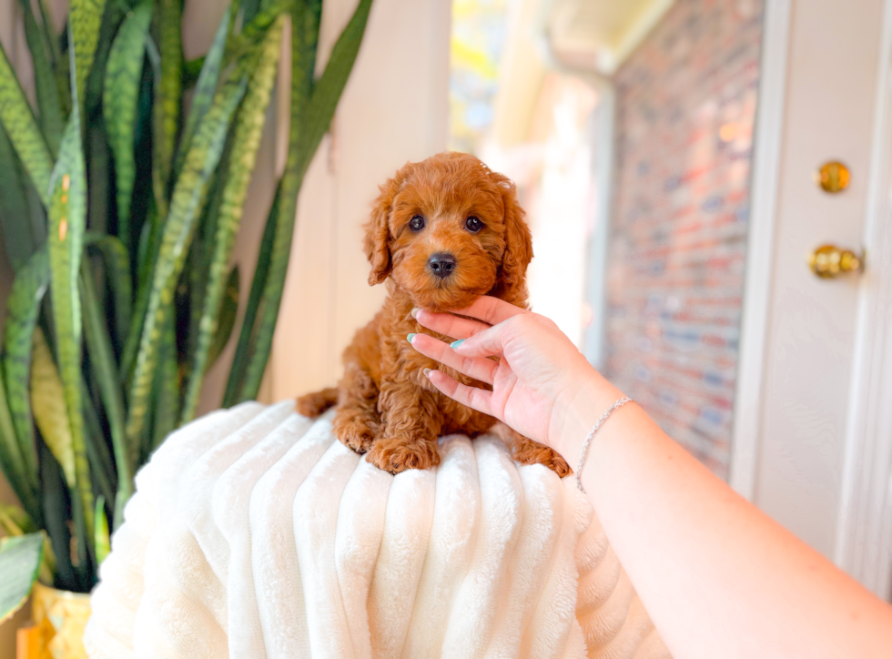 Cavapoo Pup Being Cute