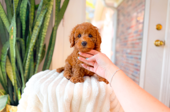 Cavapoo Pup Being Cute