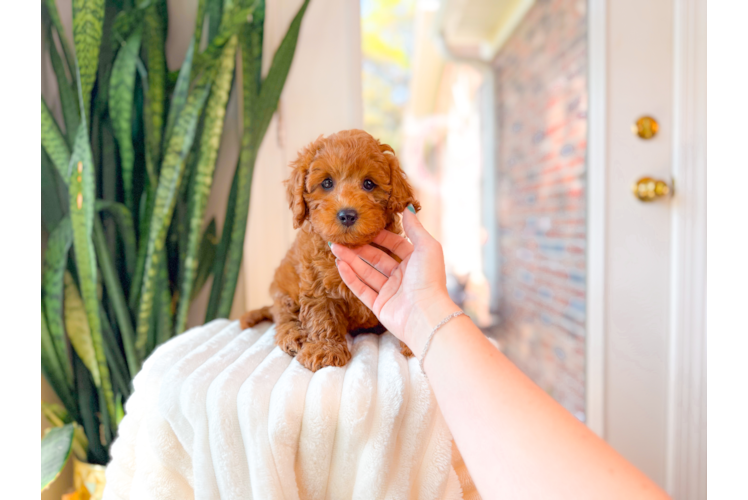 Cavapoo Pup Being Cute