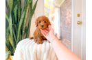 Cavapoo Pup Being Cute