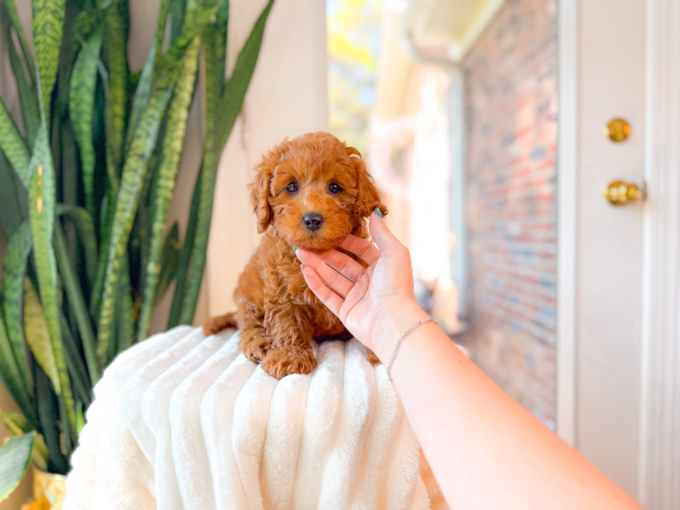 Cavapoo Pup Being Cute