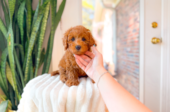 Cavapoo Pup Being Cute