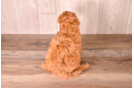 Cute Cavapoo Poodle Mix Pup