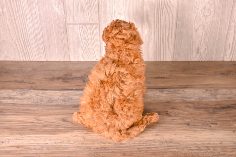 Cute Cavapoo Poodle Mix Pup