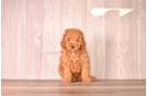 Cute Cavipoo Poodle Mix Puppy