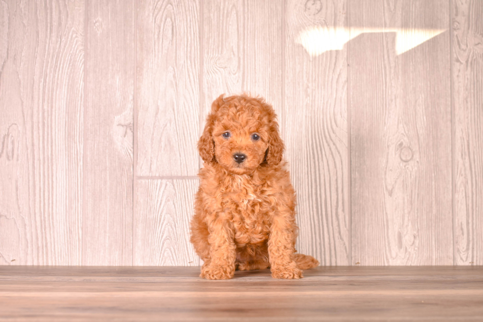 Cute Cavipoo Poodle Mix Puppy