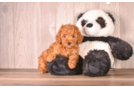 Cavapoo Puppy for Adoption