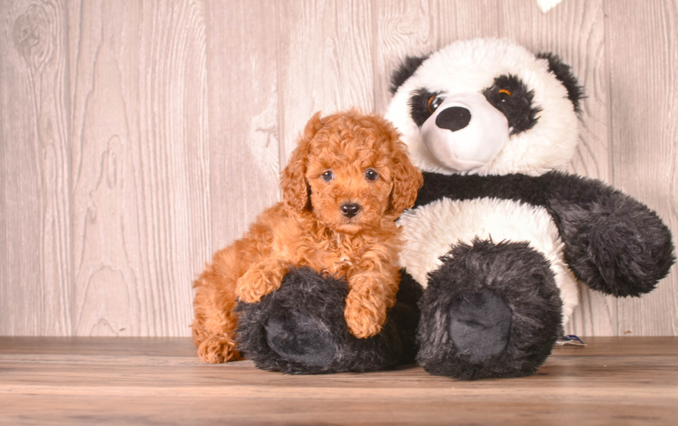 Cavapoo Puppy for Adoption