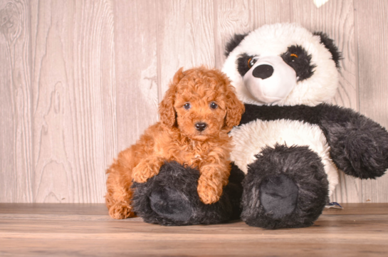 Cavapoo Puppy for Adoption