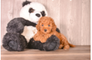 Cute Cavoodle Poodle Mix Puppy