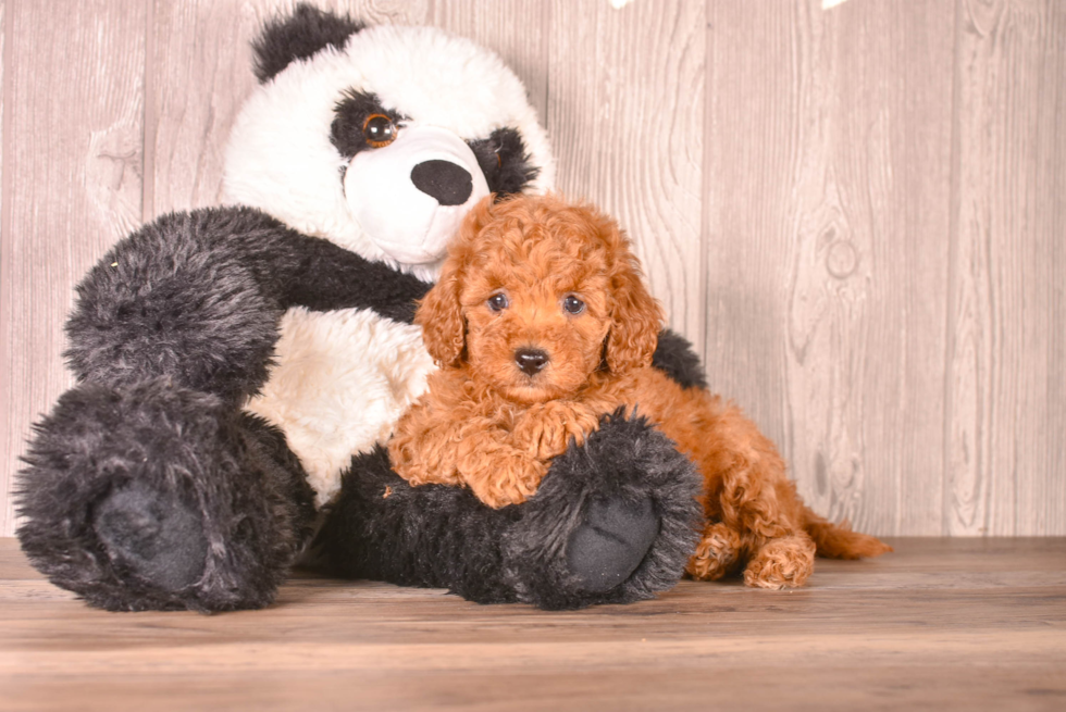 Cute Cavoodle Poodle Mix Puppy