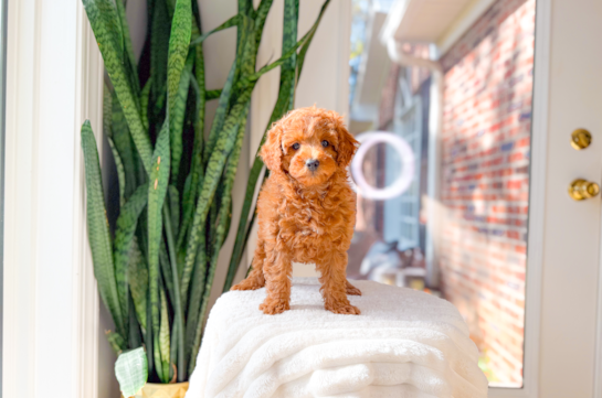 Cavapoo Pup Being Cute