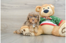 Cavapoo Pup Being Cute