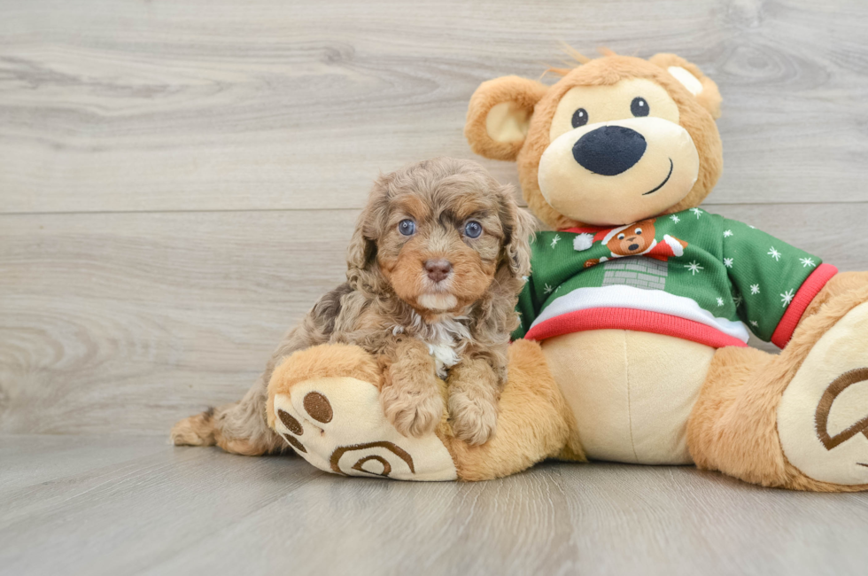 5 week old Cavapoo Puppy For Sale - Simply Southern Pups