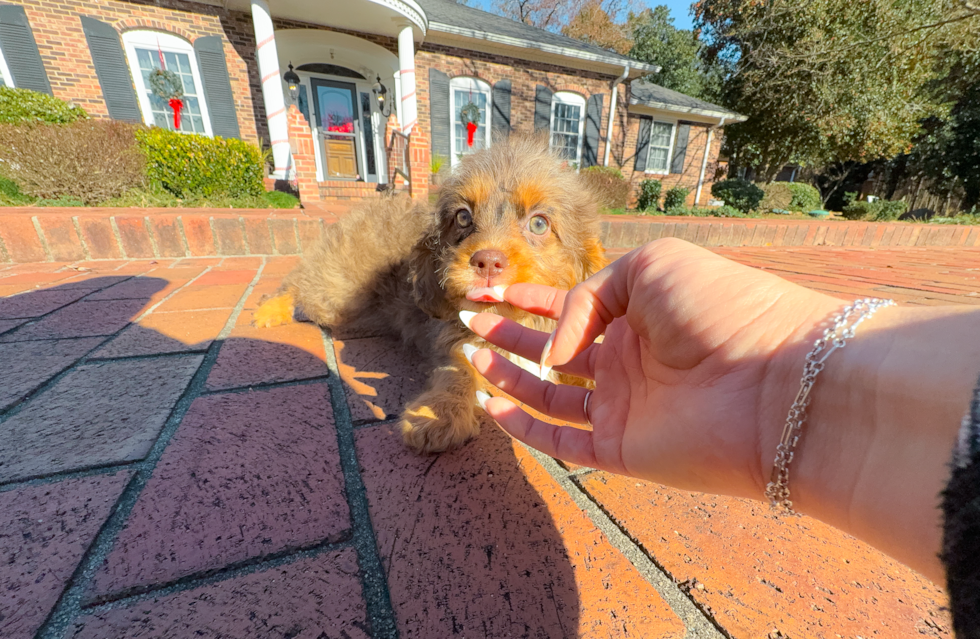 Cute Cavapoo Baby