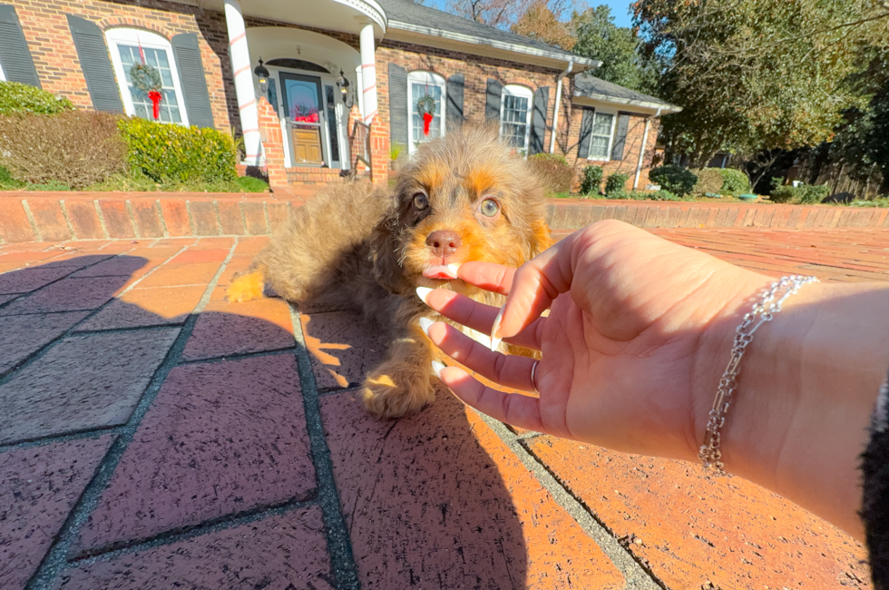 9 week old Cavapoo Puppy For Sale - Simply Southern Pups