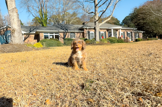 Cute Cavapoo Baby