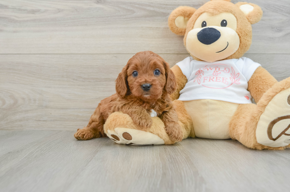 5 week old Cavapoo Puppy For Sale - Simply Southern Pups