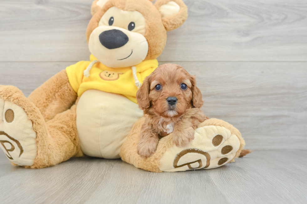 6 week old Cavapoo Puppy For Sale - Simply Southern Pups