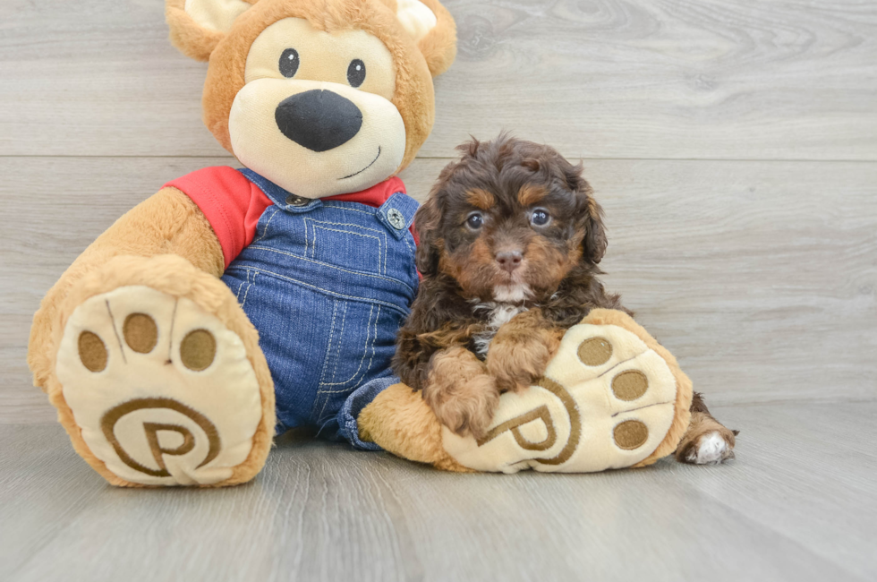 6 week old Cavapoo Puppy For Sale - Simply Southern Pups