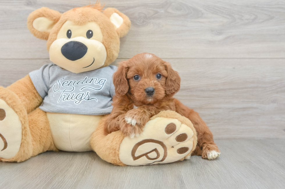 6 week old Cavapoo Puppy For Sale - Simply Southern Pups