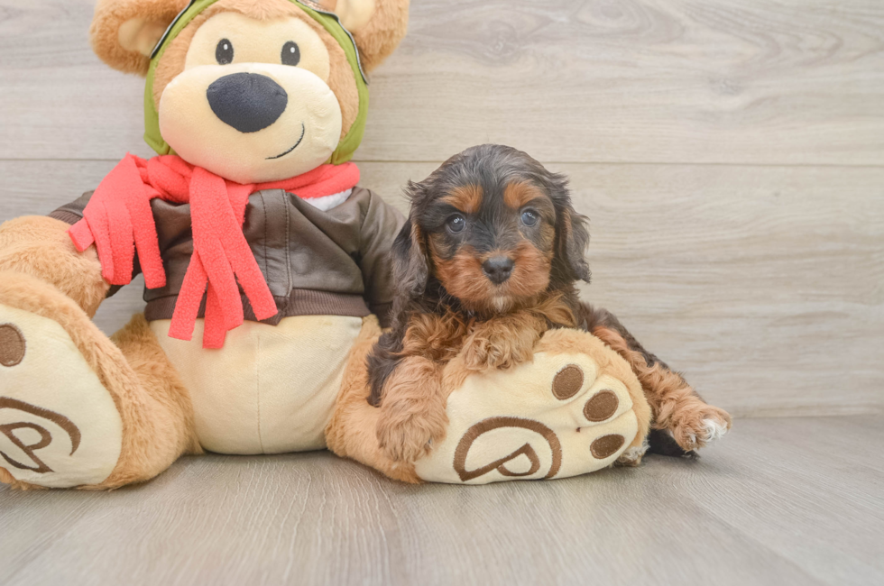 5 week old Cavapoo Puppy For Sale - Simply Southern Pups