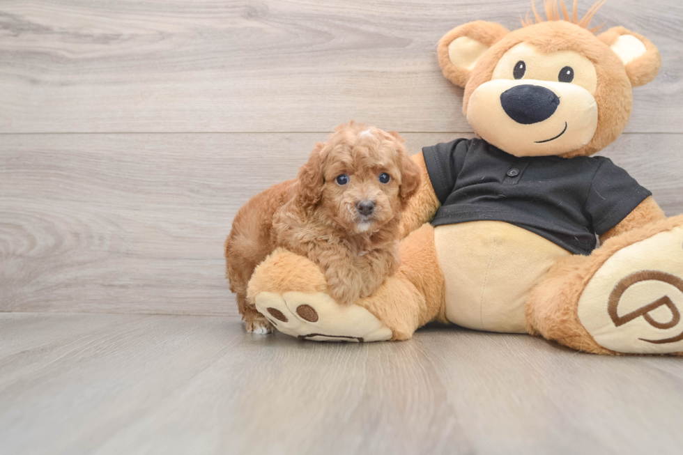 Cavapoo Pup Being Cute