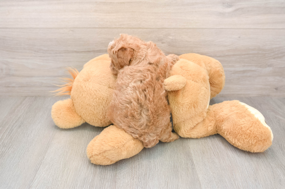 Cavapoo Pup Being Cute