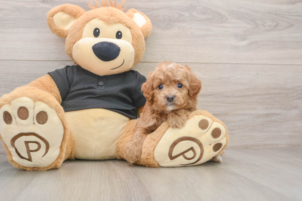 Cute Cavapoo Baby