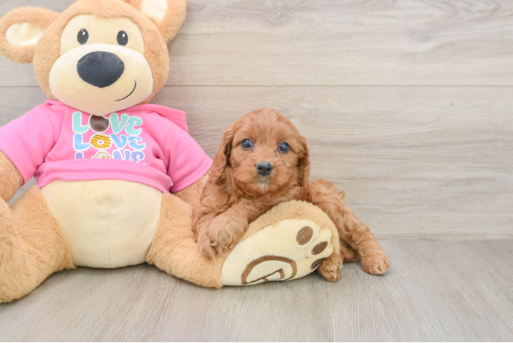 Cavapoo Puppy for Adoption