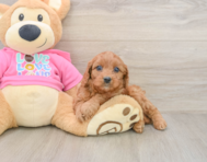 8 week old Cavapoo Puppy For Sale - Simply Southern Pups