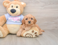 7 week old Cavapoo Puppy For Sale - Simply Southern Pups