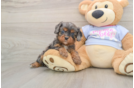 Happy Cavapoo Baby