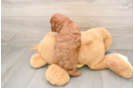 Energetic Cavoodle Poodle Mix Puppy