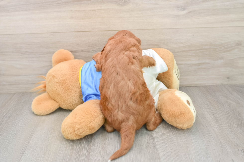 Cavapoo Puppy for Adoption
