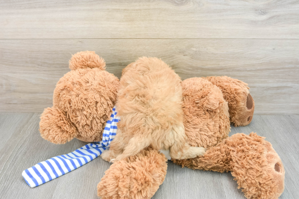 Cute Cavapoo Baby