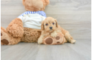 Best Cavapoo Baby