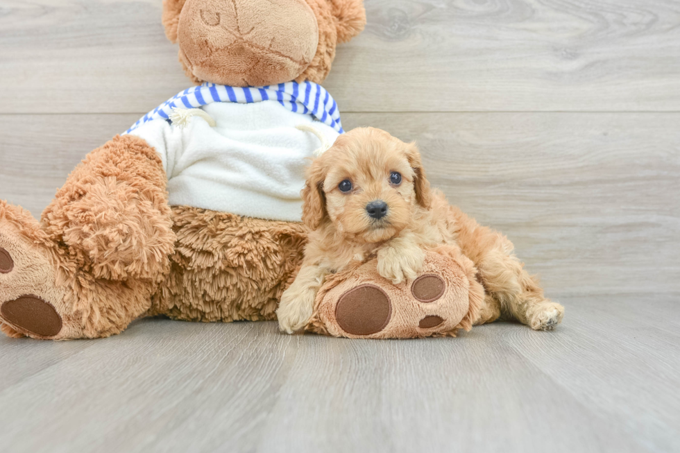 Best Cavapoo Baby