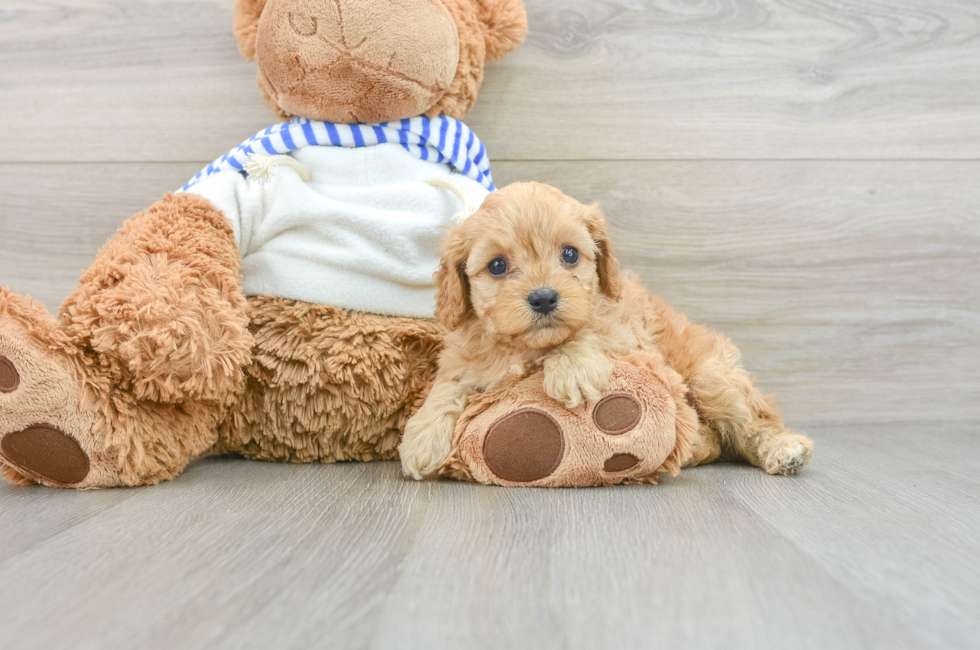 6 week old Cavapoo Puppy For Sale - Simply Southern Pups