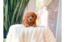 Cute Cavapoo Poodle Mix Pup