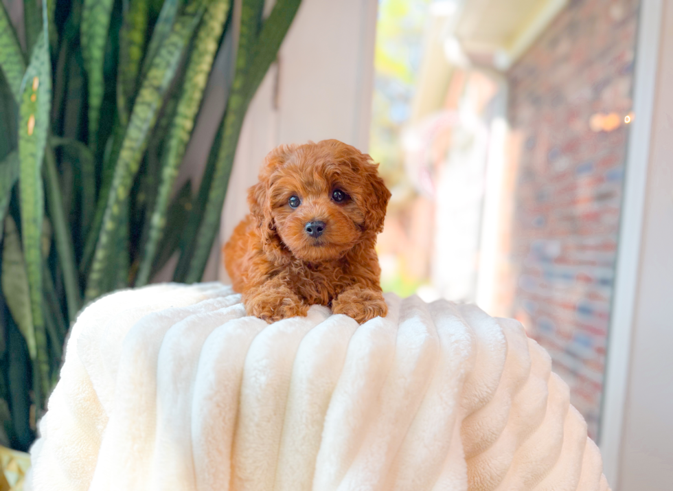 Cute Cavapoo Poodle Mix Pup