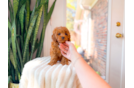 Cute Cavapoo Poodle Mix Pup