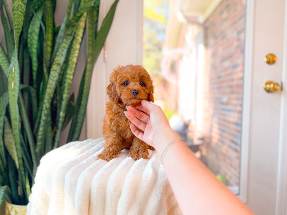Cute Cavapoo Poodle Mix Pup