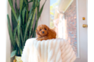 Cute Cavadoodle Poodle Mix Puppy