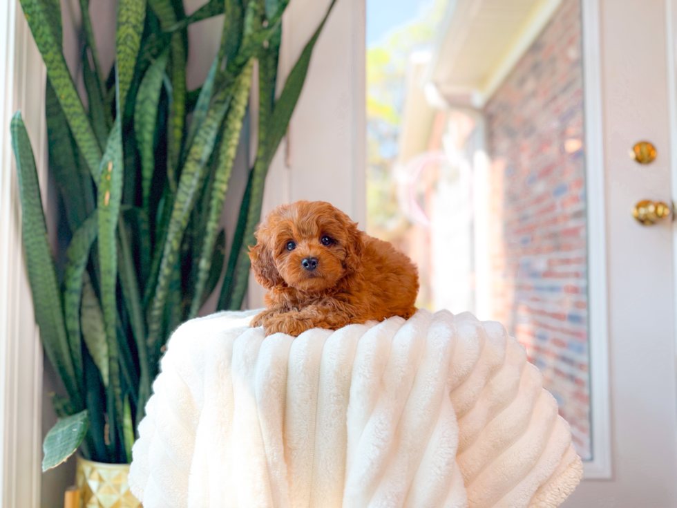 Cute Cavadoodle Poodle Mix Puppy